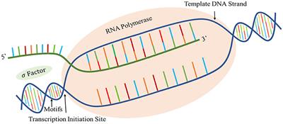 Computational prediction of promotors in Agrobacterium tumefaciens strain C58 by using the machine learning technique